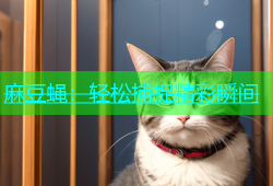 麻豆蝇：轻松捕捉精彩瞬间